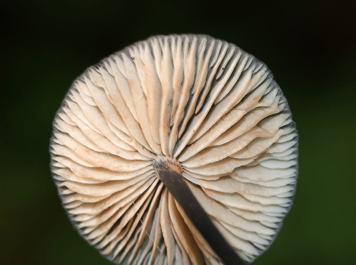 Entoloma serrulatum? Cap: Flat with slightly sunken, dark center; lined<br />
Gills: Close; frequent short gills; white with pinkish brown spores; wavy<br />
Stipe: black; fragile<br />
Habitat: Growing in moss in a mixed forest<br />
<figure class="photo"><a href="https://www.jungledragon.com/image/88931/entoloma_serrulatum.html" title="Entoloma serrulatum?"><img src="https://s3.amazonaws.com/media.jungledragon.com/images/3232/88931_thumb.jpg?AWSAccessKeyId=05GMT0V3GWVNE7GGM1R2&Expires=1759968010&Signature=hnsbWzd9xFEJYOh%2F5DautW4qIcs%3D" width="200" height="162" alt="Entoloma serrulatum? Cap: Flat with slightly sunken, dark center; lined<br />
Gills: Close; frequent short gills; white with pinkish brown spores; wavy<br />
Stipe: black; fragile<br />
Habitat: Growing in moss in a mixed forest<br />
https://www.jungledragon.com/image/88932/entoloma_serrulatum.html Geotagged,Summer,United States,entoloma,fungus,leptonia,mushroom" /></a></figure> Geotagged,Summer,United States