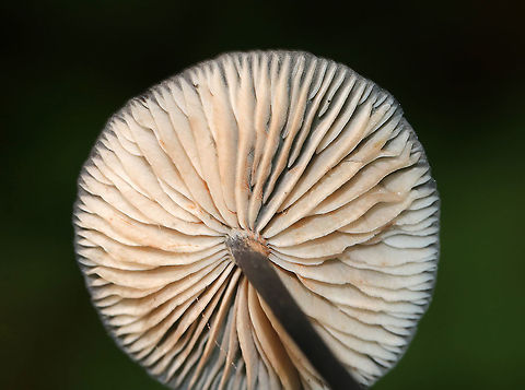 Entoloma serrulatum? Cap: Flat with slightly sunken, dark center; lined
Gills: Close; frequent short gills; white with pinkish brown spores; wavy
Stipe: black; fragile
Habitat: Growing in moss in a mixed forest
https://www.jungledragon.com/image/88931/entoloma_serrulatum.html Geotagged,Summer,United States