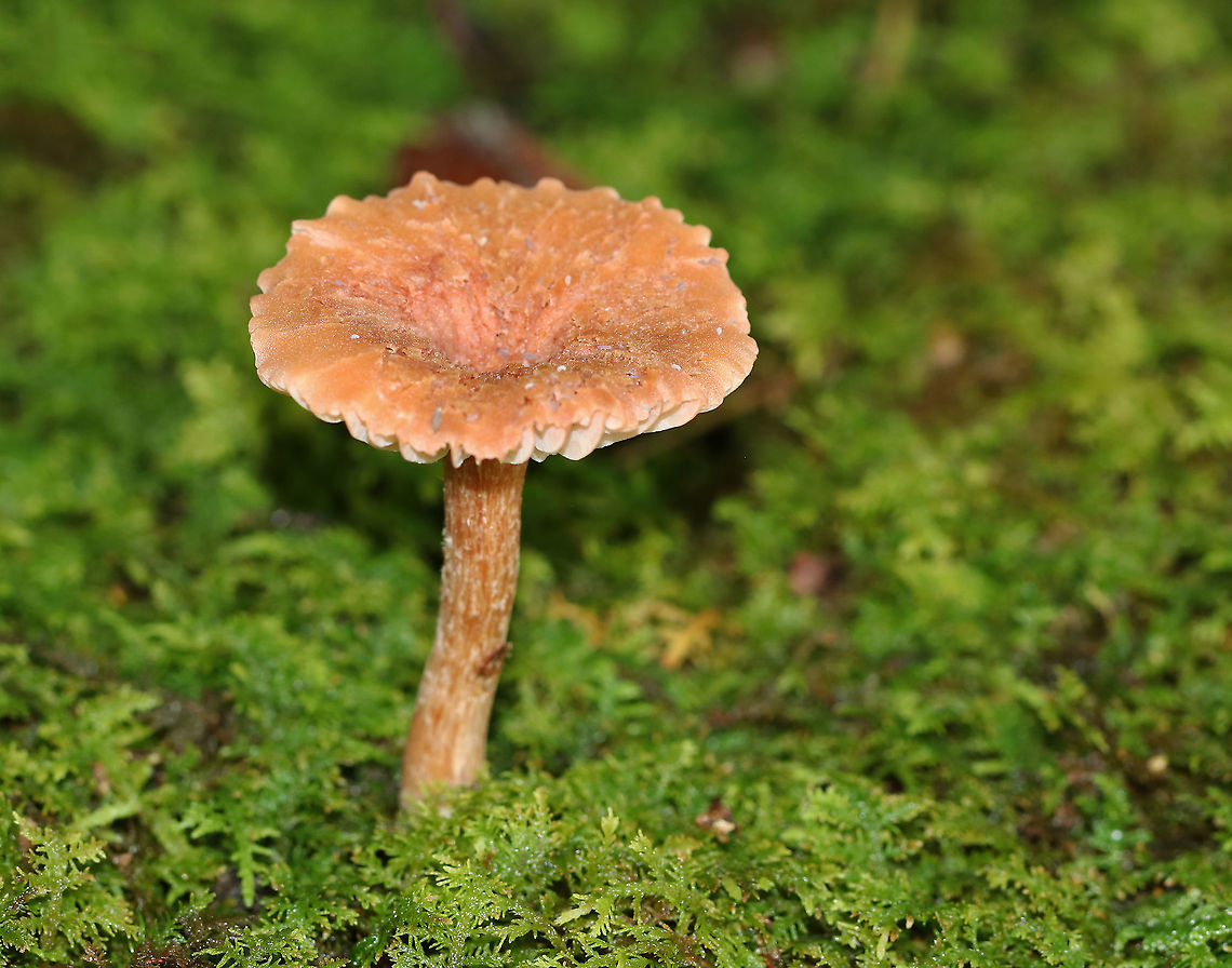 Mushroom - Laccaria sp. Cap: Brownish orange; indented center; surface was rough and margin was not smooth<br />
Gills:Close with short gills; Cream colored; attached<br />
Stem: equal; brownish; fibrillose<br />
Habitat: Growing alone, on the ground in moss. Mixed forest<br />
<figure class="photo"><a href="https://www.jungledragon.com/image/88935/mushroom_-_laccaria_sp.html" title="Mushroom - Laccaria sp."><img src="https://s3.amazonaws.com/media.jungledragon.com/images/3232/88935_thumb.jpg?AWSAccessKeyId=05GMT0V3GWVNE7GGM1R2&Expires=1759968010&Signature=HgQ8JHYj0I5ZdEu%2FXQNWtgq1H9s%3D" width="200" height="174" alt="Mushroom - Laccaria sp. Cap: Brownish orange; indented center; surface was rough and margin was not smooth<br />
Gills:Close with short gills; Cream colored; attached<br />
Stem: equal; brownish; fibrillose<br />
Habitat: Growing alone, on the ground in moss. Mixed forest<br />
<br />
*Those little gray specks are springtails!<br />
https://www.jungledragon.com/image/88933/mushroom_-_laccaria_sp.html<br />
https://www.jungledragon.com/image/88934/mushroom_-_laccaria_sp.html Geotagged,Summer,United States" /></a></figure><br />
<figure class="photo"><a href="https://www.jungledragon.com/image/88934/mushroom_-_laccaria_sp.html" title="Mushroom - Laccaria sp."><img src="https://s3.amazonaws.com/media.jungledragon.com/images/3232/88934_thumb.jpg?AWSAccessKeyId=05GMT0V3GWVNE7GGM1R2&Expires=1759968010&Signature=4PT2XsRrj%2BEakf0kewok%2F2pKyOo%3D" width="200" height="156" alt="Mushroom - Laccaria sp. Cap: Brownish orange; indented center; surface was rough and margin was not smooth<br />
Gills:Close with short gills; Cream colored; attached<br />
Stem: equal; brownish; fibrillose<br />
Habitat: Growing alone, on the ground in moss. Mixed forest<br />
https://www.jungledragon.com/image/88933/mushroom_-_laccaria_sp.html<br />
https://www.jungledragon.com/image/88935/mushroom_-_laccaria_sp.html Geotagged,Summer,United States" /></a></figure> Geotagged,Summer,United States,fungus,laccaria,mushroom