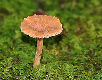 Mushroom - Laccaria sp. Cap: Brownish orange; indented center; surface was rough and margin was not smooth<br />
Gills:Close with short gills; Cream colored; attached<br />
Stem: equal; brownish; fibrillose<br />
Habitat: Growing alone, on the ground in moss. Mixed forest<br />
https://www.jungledragon.com/image/88935/mushroom_-_laccaria_sp.html<br />
https://www.jungledragon.com/image/88934/mushroom_-_laccaria_sp.html Geotagged,Summer,United States,fungus,laccaria,mushroom