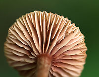 Mushroom - Laccaria sp. Cap: Brownish orange; indented center; surface was rough and margin was not smooth<br />
Gills:Close with short gills; Cream colored; attached<br />
Stem: equal; brownish; fibrillose<br />
Habitat: Growing alone, on the ground in moss. Mixed forest<br />
https://www.jungledragon.com/image/88933/mushroom_-_laccaria_sp.html<br />
https://www.jungledragon.com/image/88935/mushroom_-_laccaria_sp.html Geotagged,Summer,United States