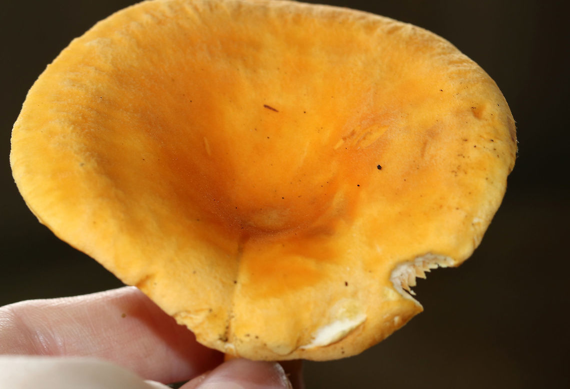 False Chanterelle - Hygrophoropsis aurantiaca Habitat: Deciduous forest &ndash; growing on the ground<br />
<figure class="photo"><a href="https://www.jungledragon.com/image/88938/false_chanterelle_-_hygrophoropsis_aurantiaca.html" title="False Chanterelle - Hygrophoropsis aurantiaca"><img src="https://s3.amazonaws.com/media.jungledragon.com/images/3232/88938_thumb.jpg?AWSAccessKeyId=05GMT0V3GWVNE7GGM1R2&Expires=1759968010&Signature=bAMSQKPHQZub%2F4Q1V3hkEoiCOsc%3D" width="200" height="144" alt="False Chanterelle - Hygrophoropsis aurantiaca Habitat: Deciduous forest &ndash; growing on the ground<br />
https://www.jungledragon.com/image/88936/false_chanterelle_-_hygrophoropsis_aurantiaca.html<br />
https://www.jungledragon.com/image/88937/false_chanterelle_-_hygrophoropsis_aurantiaca.html False chanterelle,Geotagged,Hygrophoropsis aurantiaca,Summer,United States" /></a></figure><br />
<figure class="photo"><a href="https://www.jungledragon.com/image/88937/false_chanterelle_-_hygrophoropsis_aurantiaca.html" title="False Chanterelle - Hygrophoropsis aurantiaca"><img src="https://s3.amazonaws.com/media.jungledragon.com/images/3232/88937_thumb.jpg?AWSAccessKeyId=05GMT0V3GWVNE7GGM1R2&Expires=1759968010&Signature=kFxEd0DLM1y%2F3aVbUpKj4%2FjbF04%3D" width="200" height="124" alt="False Chanterelle - Hygrophoropsis aurantiaca Habitat: Deciduous forest &ndash; growing on the ground<br />
https://www.jungledragon.com/image/88936/false_chanterelle_-_hygrophoropsis_aurantiaca.html<br />
https://www.jungledragon.com/image/88938/false_chanterelle_-_hygrophoropsis_aurantiaca.html False chanterelle,Geotagged,Hygrophoropsis aurantiaca,Summer,United States" /></a></figure> False chanterelle,Geotagged,Hygrophoropsis,Hygrophoropsis aurantiaca,Summer,United States,mushroom