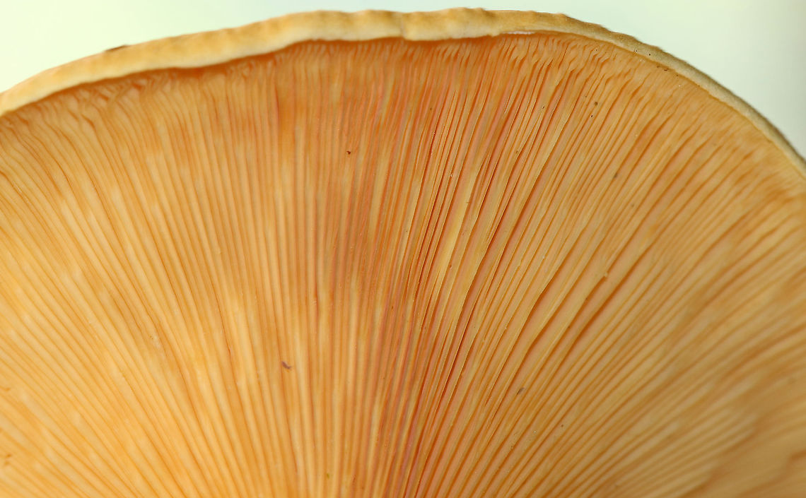 False Chanterelle - Hygrophoropsis aurantiaca Habitat: Deciduous forest &ndash; growing on the ground<br />
<figure class="photo"><a href="https://www.jungledragon.com/image/88936/false_chanterelle_-_hygrophoropsis_aurantiaca.html" title="False Chanterelle - Hygrophoropsis aurantiaca"><img src="https://s3.amazonaws.com/media.jungledragon.com/images/3232/88936_thumb.jpg?AWSAccessKeyId=05GMT0V3GWVNE7GGM1R2&Expires=1759968010&Signature=kYDem%2BVf6Eo%2BLJwk7NvRe6Z1Tps%3D" width="200" height="138" alt="False Chanterelle - Hygrophoropsis aurantiaca Habitat: Deciduous forest &ndash; growing on the ground<br />
https://www.jungledragon.com/image/88938/false_chanterelle_-_hygrophoropsis_aurantiaca.html<br />
https://www.jungledragon.com/image/88937/false_chanterelle_-_hygrophoropsis_aurantiaca.html False chanterelle,Geotagged,Hygrophoropsis,Hygrophoropsis aurantiaca,Summer,United States,mushroom" /></a></figure><br />
<figure class="photo"><a href="https://www.jungledragon.com/image/88938/false_chanterelle_-_hygrophoropsis_aurantiaca.html" title="False Chanterelle - Hygrophoropsis aurantiaca"><img src="https://s3.amazonaws.com/media.jungledragon.com/images/3232/88938_thumb.jpg?AWSAccessKeyId=05GMT0V3GWVNE7GGM1R2&Expires=1759968010&Signature=bAMSQKPHQZub%2F4Q1V3hkEoiCOsc%3D" width="200" height="144" alt="False Chanterelle - Hygrophoropsis aurantiaca Habitat: Deciduous forest &ndash; growing on the ground<br />
https://www.jungledragon.com/image/88936/false_chanterelle_-_hygrophoropsis_aurantiaca.html<br />
https://www.jungledragon.com/image/88937/false_chanterelle_-_hygrophoropsis_aurantiaca.html False chanterelle,Geotagged,Hygrophoropsis aurantiaca,Summer,United States" /></a></figure> False chanterelle,Geotagged,Hygrophoropsis aurantiaca,Summer,United States