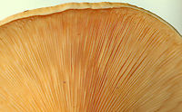 False Chanterelle - Hygrophoropsis aurantiaca Habitat: Deciduous forest – growing on the ground<br />
https://www.jungledragon.com/image/88936/false_chanterelle_-_hygrophoropsis_aurantiaca.html<br />
https://www.jungledragon.com/image/88938/false_chanterelle_-_hygrophoropsis_aurantiaca.html False chanterelle,Geotagged,Hygrophoropsis aurantiaca,Summer,United States