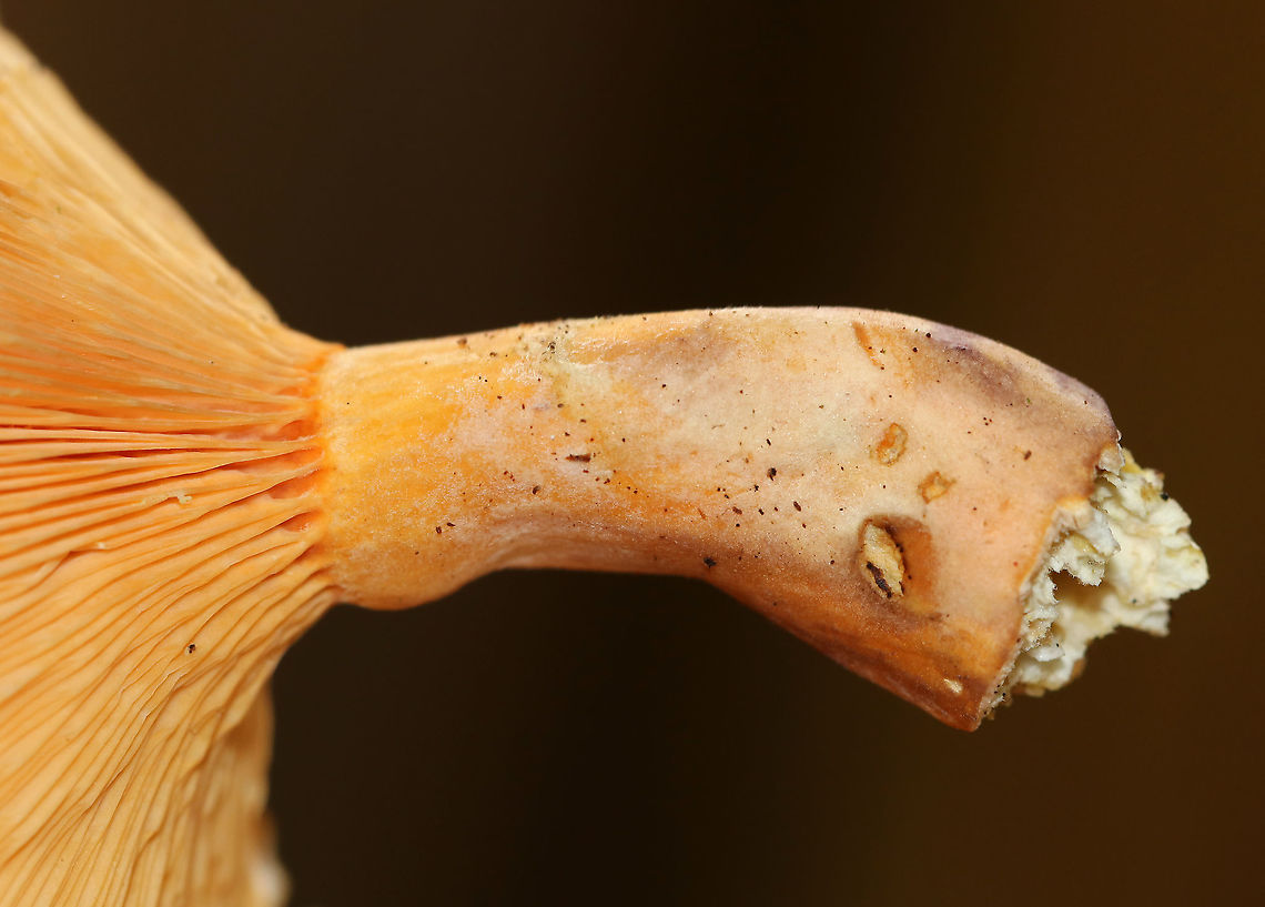 False Chanterelle - Hygrophoropsis aurantiaca Habitat: Deciduous forest &ndash; growing on the ground<br />
<figure class="photo"><a href="https://www.jungledragon.com/image/88936/false_chanterelle_-_hygrophoropsis_aurantiaca.html" title="False Chanterelle - Hygrophoropsis aurantiaca"><img src="https://s3.amazonaws.com/media.jungledragon.com/images/3232/88936_thumb.jpg?AWSAccessKeyId=05GMT0V3GWVNE7GGM1R2&Expires=1767225610&Signature=iVBcygtNxfw%2FD4AFB6YkpmqbzQU%3D" width="200" height="138" alt="False Chanterelle - Hygrophoropsis aurantiaca Habitat: Deciduous forest &ndash; growing on the ground<br />
https://www.jungledragon.com/image/88938/false_chanterelle_-_hygrophoropsis_aurantiaca.html<br />
https://www.jungledragon.com/image/88937/false_chanterelle_-_hygrophoropsis_aurantiaca.html False chanterelle,Geotagged,Hygrophoropsis,Hygrophoropsis aurantiaca,Summer,United States,mushroom" /></a></figure><br />
<figure class="photo"><a href="https://www.jungledragon.com/image/88937/false_chanterelle_-_hygrophoropsis_aurantiaca.html" title="False Chanterelle - Hygrophoropsis aurantiaca"><img src="https://s3.amazonaws.com/media.jungledragon.com/images/3232/88937_thumb.jpg?AWSAccessKeyId=05GMT0V3GWVNE7GGM1R2&Expires=1767225610&Signature=sNRi0Vvxzg5V3C3TTNNlb2y8P%2F0%3D" width="200" height="124" alt="False Chanterelle - Hygrophoropsis aurantiaca Habitat: Deciduous forest &ndash; growing on the ground<br />
https://www.jungledragon.com/image/88936/false_chanterelle_-_hygrophoropsis_aurantiaca.html<br />
https://www.jungledragon.com/image/88938/false_chanterelle_-_hygrophoropsis_aurantiaca.html False chanterelle,Geotagged,Hygrophoropsis aurantiaca,Summer,United States" /></a></figure> False chanterelle,Geotagged,Hygrophoropsis aurantiaca,Summer,United States