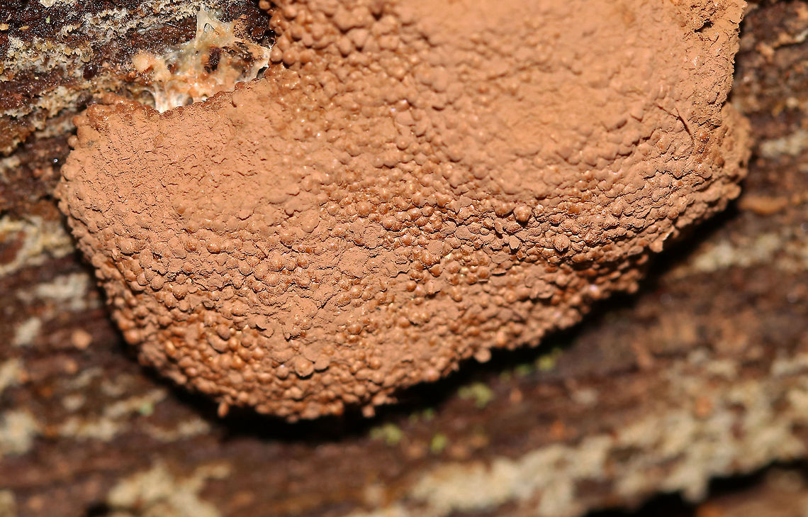 Slime Mold - Tubifera sp. Habitat: Growing on rotting wood in a deciduous forest Geotagged,Summer,Tubifera,United States,slime mold