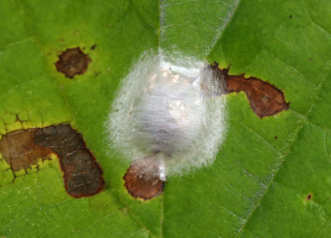 Spider Egg Sac Habitat: Spotted on an oak leaf in a meadow Geotagged,Summer,United States,egg,egg sac,eggs,spider egg sac