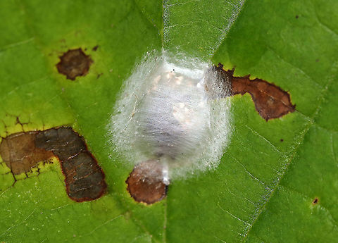 Spider Egg Sac Habitat: Spotted on an oak leaf in a meadow Geotagged,Summer,United States,egg,egg sac,eggs,spider egg sac