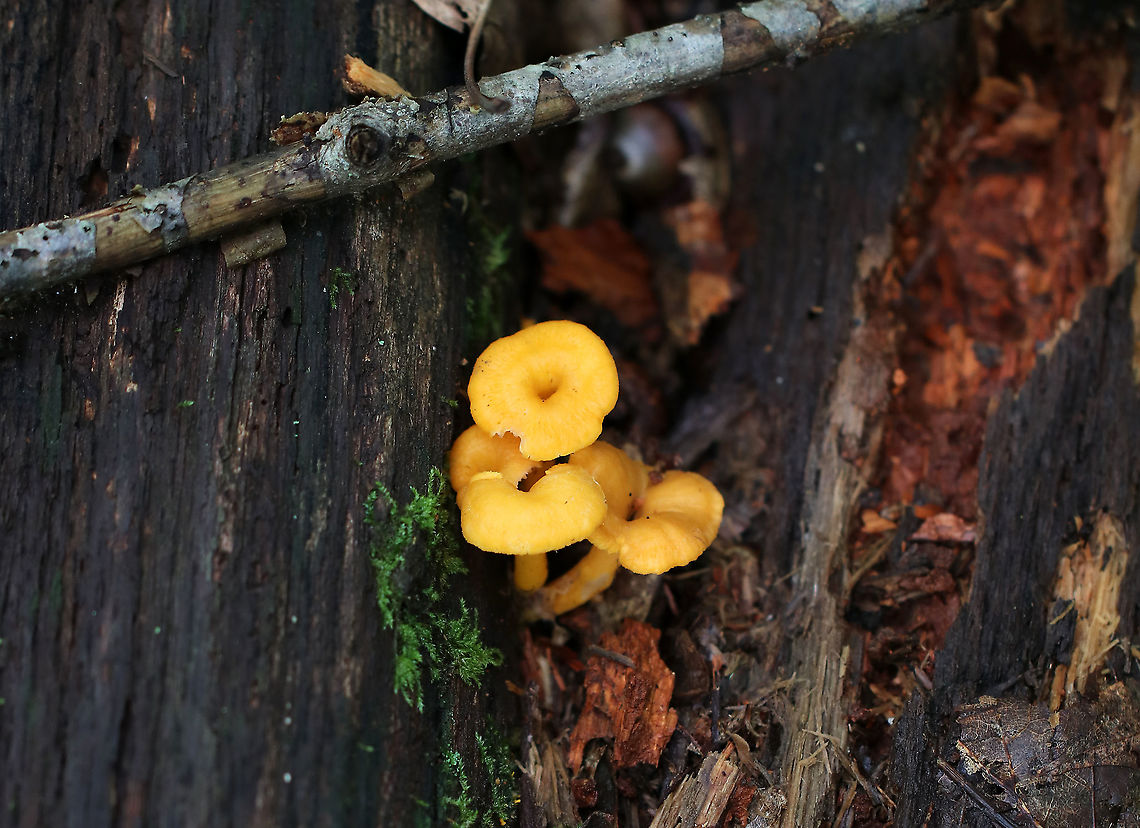 Flame Chanterelle - Craterellus ignicolor Orange chanterelles with a pale hymenium; Cap was depressed with a hollow, central stem.<br />
<br />
Habitat: Growing in a mixed forest on rotting wood <br />
<figure class="photo"><a href="https://www.jungledragon.com/image/88944/flame_chanterelle_-_craterellus_ignicolor.html" title="Flame Chanterelle - Craterellus ignicolor"><img src="https://s3.amazonaws.com/media.jungledragon.com/images/3232/88944_thumb.jpg?AWSAccessKeyId=05GMT0V3GWVNE7GGM1R2&Expires=1759968010&Signature=7Aar68JY2%2F%2FEt%2BPAHT3wKDlSYuA%3D" width="200" height="176" alt="Flame Chanterelle - Craterellus ignicolor Orange chanterelles with pale hymenium; Cap was depressed with a hollow, central stem.<br />
<br />
Habitat: Growing in a mixed forest on rotting wood<br />
https://www.jungledragon.com/image/88942/flame_chanterelle_-_craterellus_ignicolor.html<br />
 Craterellus ignicolor,Flame Chanterelle,Geotagged,Summer,United States" /></a></figure> Craterellus ignicolor,Flame Chanterelle,Geotagged,Summer,United States