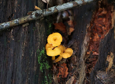 Flame Chanterelle - Craterellus ignicolor Orange chanterelles with a pale hymenium; Cap was depressed with a hollow, central stem.

Habitat: Growing in a mixed forest on rotting wood 
https://www.jungledragon.com/image/88944/flame_chanterelle_-_craterellus_ignicolor.html Craterellus ignicolor,Flame Chanterelle,Geotagged,Summer,United States