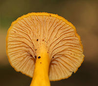 Flame Chanterelle - Craterellus ignicolor Orange chanterelles with pale hymenium; Cap was depressed with a hollow, central stem.<br />
<br />
Habitat: Growing in a mixed forest on rotting wood<br />
https://www.jungledragon.com/image/88942/flame_chanterelle_-_craterellus_ignicolor.html<br />
 Craterellus ignicolor,Flame Chanterelle,Geotagged,Summer,United States
