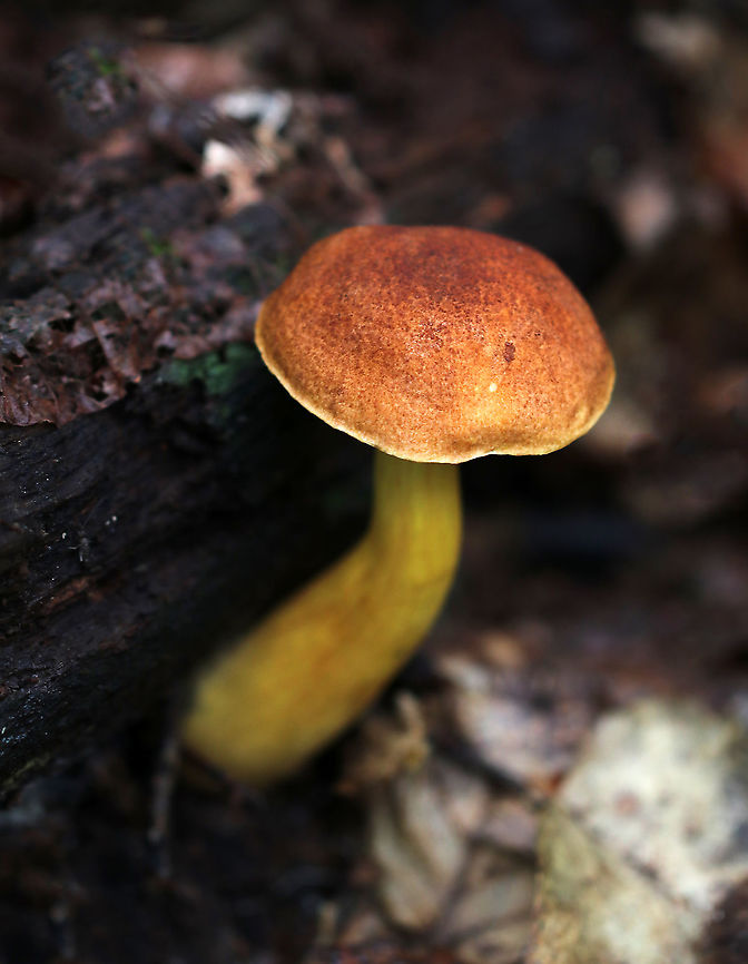 Aureoboletus roxanae Cap: Convex; dry; reddish brown<br />
Pores: Yellow; spongy; non-bruising<br />
Stem: yellowish orange; smooth<br />
Habitat: Growing against rotting wood in a mixed forest with mostly oak; also, lots of birch and eastern hemlock<br />
<figure class="photo"><a href="https://www.jungledragon.com/image/88950/aureoboletus_roxanae.html" title="Aureoboletus roxanae"><img src="https://s3.amazonaws.com/media.jungledragon.com/images/3232/88950_thumb.jpg?AWSAccessKeyId=05GMT0V3GWVNE7GGM1R2&Expires=1770854410&Signature=U0dtxJXXY6a2%2BMxNJ6EMjyHHBk4%3D" width="200" height="136" alt="Aureoboletus roxanae Cap: Convex; dry; reddish brown<br />
Pores: Yellow; spongy; non-bruising<br />
Stem: yellowish orange; smooth<br />
Habitat: Growing against rotting wood in a mixed forest with mostly oak; also, lots of birch and eastern hemlock<br />
https://www.jungledragon.com/image/88948/aureoboletus_roxanae.html<br />
https://www.jungledragon.com/image/88949/aureoboletus_roxanae.html Aureoboletus roxanae,Geotagged,Summer,United States" /></a></figure><br />
<figure class="photo"><a href="https://www.jungledragon.com/image/88949/aureoboletus_roxanae.html" title="Aureoboletus roxanae"><img src="https://s3.amazonaws.com/media.jungledragon.com/images/3232/88949_thumb.jpg?AWSAccessKeyId=05GMT0V3GWVNE7GGM1R2&Expires=1770854410&Signature=RGNMRBPAmt7Y4H8y8GC%2Bog1H9tA%3D" width="124" height="152" alt="Aureoboletus roxanae Cap: Convex; dry; reddish brown<br />
Pores: Yellow; spongy; non-bruising<br />
Stem: yellowish orange; smooth<br />
Habitat: Growing against rotting wood in a mixed forest with mostly oak; also, lots of birch and eastern hemlock<br />
https://www.jungledragon.com/image/88950/aureoboletus_roxanae.html<br />
https://www.jungledragon.com/image/88948/aureoboletus_roxanae.html Aureoboletus roxanae,Geotagged,Summer,United States" /></a></figure> Aureoboletus,Aureoboletus roxanae,Geotagged,Summer,United States,bolete,fungus,mushroom