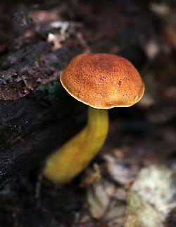 Aureoboletus roxanae Cap: Convex; dry; reddish brown
Pores: Yellow; spongy; non-bruising
Stem: yellowish orange; smooth
Habitat: Growing against rotting wood in a mixed forest with mostly oak; also, lots of birch and eastern hemlock
https://www.jungledragon.com/image/88950/aureoboletus_roxanae.html
https://www.jungledragon.com/image/88949/aureoboletus_roxanae.html Aureoboletus,Aureoboletus roxanae,Geotagged,Summer,United States,bolete,fungus,mushroom