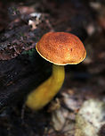 Aureoboletus roxanae Cap: Convex; dry; reddish brown<br />
Pores: Yellow; spongy; non-bruising<br />
Stem: yellowish orange; smooth<br />
Habitat: Growing against rotting wood in a mixed forest with mostly oak; also, lots of birch and eastern hemlock<br />
https://www.jungledragon.com/image/88950/aureoboletus_roxanae.html<br />
https://www.jungledragon.com/image/88949/aureoboletus_roxanae.html Aureoboletus,Aureoboletus roxanae,Geotagged,Summer,United States,bolete,fungus,mushroom