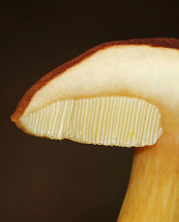 Aureoboletus roxanae Cap: Convex; dry; reddish brown
Pores: Yellow; spongy; non-bruising
Stem: yellowish orange; smooth
Habitat: Growing against rotting wood in a mixed forest with mostly oak; also, lots of birch and eastern hemlock
https://www.jungledragon.com/image/88950/aureoboletus_roxanae.html
https://www.jungledragon.com/image/88948/aureoboletus_roxanae.html Aureoboletus roxanae,Geotagged,Summer,United States