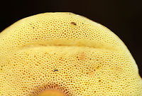 Aureoboletus roxanae Cap: Convex; dry; reddish brown<br />
Pores: Yellow; spongy; non-bruising<br />
Stem: yellowish orange; smooth<br />
Habitat: Growing against rotting wood in a mixed forest with mostly oak; also, lots of birch and eastern hemlock<br />
https://www.jungledragon.com/image/88948/aureoboletus_roxanae.html<br />
https://www.jungledragon.com/image/88949/aureoboletus_roxanae.html Aureoboletus roxanae,Geotagged,Summer,United States