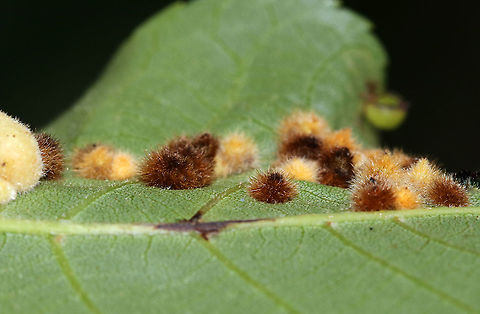 Galls on Hickory (Carya sp.) Leaves - Caryomyia sp., Possibly Caryomyia purpurea? Maybe Caryomyia purpurea

Habitat: Underside of hickory leaves in a meadow Caryomyia,Geotagged,Summer,United States,carya,galls,hickory