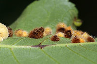 Galls on Hickory (Carya sp.) Leaves - Caryomyia sp., Possibly Caryomyia purpurea? Maybe Caryomyia purpurea<br />
<br />
Habitat: Underside of hickory leaves in a meadow Caryomyia,Geotagged,Summer,United States,carya,galls,hickory