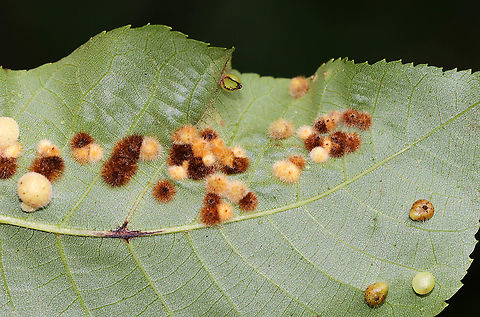 Galls on Hickory (Carya sp.) Leaves - Caryomyia sp., Possibly Caryomyia purpurea Maybe Caryomyia purpurea

Habitat: Underside of hickory leaves in a meadow
https://www.jungledragon.com/image/89015/galls_on_hickory_carya_sp._leaves_-_caryomyia_sp.html
https://www.jungledragon.com/image/89020/galls_on_hickory_carya_sp._leaves_-_caryomyia_sp.html
https://www.jungledragon.com/image/89017/galls_on_hickory_carya_sp._leaves_-_caryomyia_sp.html Caryomyia,Geotagged,Summer,United States,carya,galls