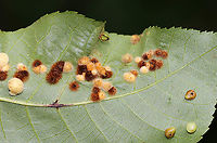 Galls on Hickory (Carya sp.) Leaves - Caryomyia sp., Possibly Caryomyia purpurea Maybe Caryomyia purpurea<br />
<br />
Habitat: Underside of hickory leaves in a meadow<br />
https://www.jungledragon.com/image/89015/galls_on_hickory_carya_sp._leaves_-_caryomyia_sp.html<br />
https://www.jungledragon.com/image/89020/galls_on_hickory_carya_sp._leaves_-_caryomyia_sp.html<br />
https://www.jungledragon.com/image/89017/galls_on_hickory_carya_sp._leaves_-_caryomyia_sp.html Caryomyia,Geotagged,Summer,United States,carya,galls