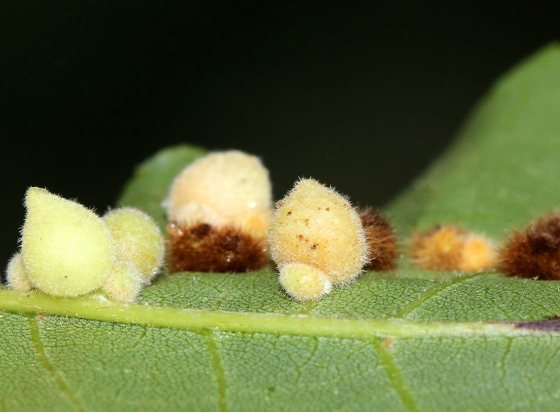 Galls on Hickory (Carya sp.) Leaves - Caryomyia sp. I'm not sure if these are all the same species as they had variable fuzziness and shapes. Perhaps they are just different stages of development.<br />
<br />
Habitat: Underside of hickory leaves in a meadow<br />
<figure class="photo"><a href="https://www.jungledragon.com/image/89020/galls_on_hickory_carya_sp._leaves_-_caryomyia_sp._possibly_caryomyia_purpurea.html" title="Galls on Hickory (Carya sp.) Leaves - Caryomyia sp., Possibly Caryomyia purpurea"><img src="https://s3.amazonaws.com/media.jungledragon.com/images/3232/89020_thumb.jpg?AWSAccessKeyId=05GMT0V3GWVNE7GGM1R2&Expires=1770854410&Signature=CA8sX%2Fafu3lsGBqnKX2Bhg4WjY8%3D" width="110" height="152" alt="Galls on Hickory (Carya sp.) Leaves - Caryomyia sp., Possibly Caryomyia purpurea Maybe Caryomyia purpurea<br />
<br />
Habitat: Underside of hickory leaves in a meadow<br />
https://www.jungledragon.com/image/89015/galls_on_hickory_carya_sp._leaves_-_caryomyia_sp.html<br />
https://www.jungledragon.com/image/89017/galls_on_hickory_carya_sp._leaves_-_caryomyia_sp.html<br />
https://www.jungledragon.com/image/89016/galls_on_hickory_carya_sp._leaves_-_caryomyia_sp.html Geotagged,Summer,United States" /></a></figure><br />
<figure class="photo"><a href="https://www.jungledragon.com/image/89016/galls_on_hickory_carya_sp._leaves_-_caryomyia_sp._possibly_caryomyia_purpurea.html" title="Galls on Hickory (Carya sp.) Leaves - Caryomyia sp., Possibly Caryomyia purpurea"><img src="https://s3.amazonaws.com/media.jungledragon.com/images/3232/89016_thumb.jpg?AWSAccessKeyId=05GMT0V3GWVNE7GGM1R2&Expires=1770854410&Signature=P54Dd369B5mW53wHJv%2BED5AuFV0%3D" width="200" height="132" alt="Galls on Hickory (Carya sp.) Leaves - Caryomyia sp., Possibly Caryomyia purpurea Maybe Caryomyia purpurea<br />
<br />
Habitat: Underside of hickory leaves in a meadow<br />
https://www.jungledragon.com/image/89015/galls_on_hickory_carya_sp._leaves_-_caryomyia_sp.html<br />
https://www.jungledragon.com/image/89020/galls_on_hickory_carya_sp._leaves_-_caryomyia_sp.html<br />
https://www.jungledragon.com/image/89017/galls_on_hickory_carya_sp._leaves_-_caryomyia_sp.html Caryomyia,Geotagged,Summer,United States,carya,galls" /></a></figure><br />
<figure class="photo"><a href="https://www.jungledragon.com/image/89015/galls_on_hickory_carya_sp._leaves_-_caryomyia_sp._possibly_caryomyia_purpurea.html" title="Galls on Hickory (Carya sp.) Leaves - Caryomyia sp., Possibly Caryomyia purpurea?"><img src="https://s3.amazonaws.com/media.jungledragon.com/images/3232/89015_thumb.jpg?AWSAccessKeyId=05GMT0V3GWVNE7GGM1R2&Expires=1770854410&Signature=jQdmO7WFkLwHnNDS0qt4ECParTU%3D" width="200" height="132" alt="Galls on Hickory (Carya sp.) Leaves - Caryomyia sp., Possibly Caryomyia purpurea? Maybe Caryomyia purpurea<br />
<br />
Habitat: Underside of hickory leaves in a meadow Caryomyia,Geotagged,Summer,United States,carya,galls,hickory" /></a></figure> Geotagged,Summer,United States