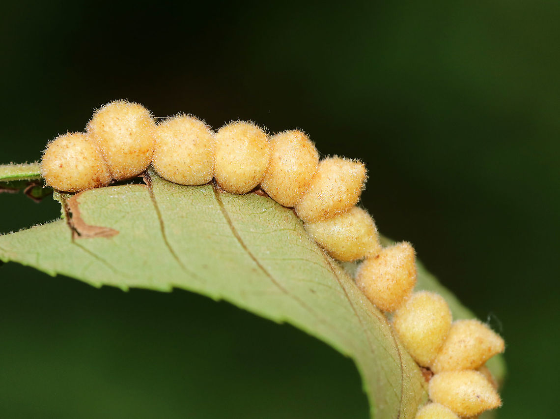 Galls on Hickory (Carya sp.) Leaves - Caryomyia sp., Caryomyia cilidolium?? This group of galls was lined up along the midrib. Possibly Caryomyia cilidolium??<br />
<br />
Habitat: Underside of hickory leaves in a meadow Geotagged,Summer,United States,carya,caryomyia,galls