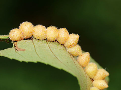 Galls on Hickory (Carya sp.) Leaves - Caryomyia sp., Caryomyia cilidolium?? This group of galls was lined up along the midrib. Possibly Caryomyia cilidolium??

Habitat: Underside of hickory leaves in a meadow Geotagged,Summer,United States,carya,caryomyia,galls