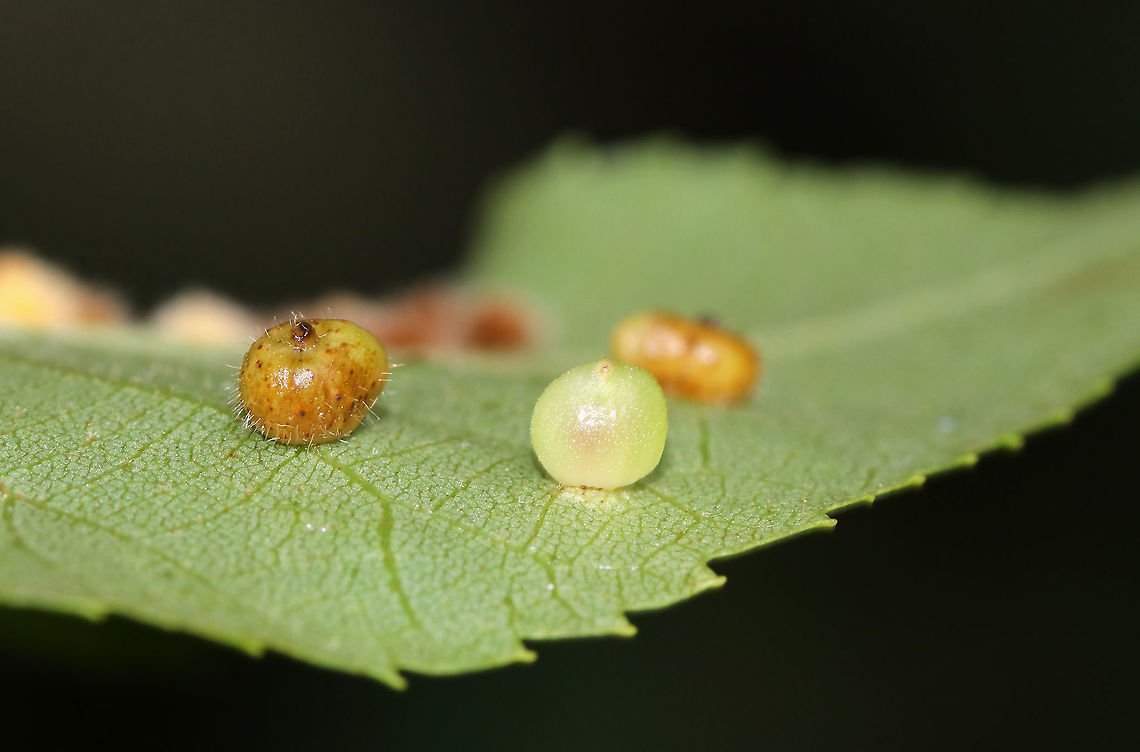 Galls on Hickory (Carya sp.) Leaves - Caryomyia sp. Habitat: Underside of hickory leaves in a meadow Geotagged,Summer,United States,carya,caryomyia,galls