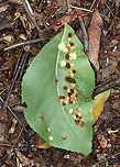 Galls on Hickory (Carya sp.) Leaves - Caryomyia sp., Possibly Caryomyia purpurea Maybe Caryomyia purpurea<br />
<br />
Habitat: Underside of hickory leaves in a meadow<br />
https://www.jungledragon.com/image/89015/galls_on_hickory_carya_sp._leaves_-_caryomyia_sp.html<br />
https://www.jungledragon.com/image/89017/galls_on_hickory_carya_sp._leaves_-_caryomyia_sp.html<br />
https://www.jungledragon.com/image/89016/galls_on_hickory_carya_sp._leaves_-_caryomyia_sp.html Geotagged,Summer,United States