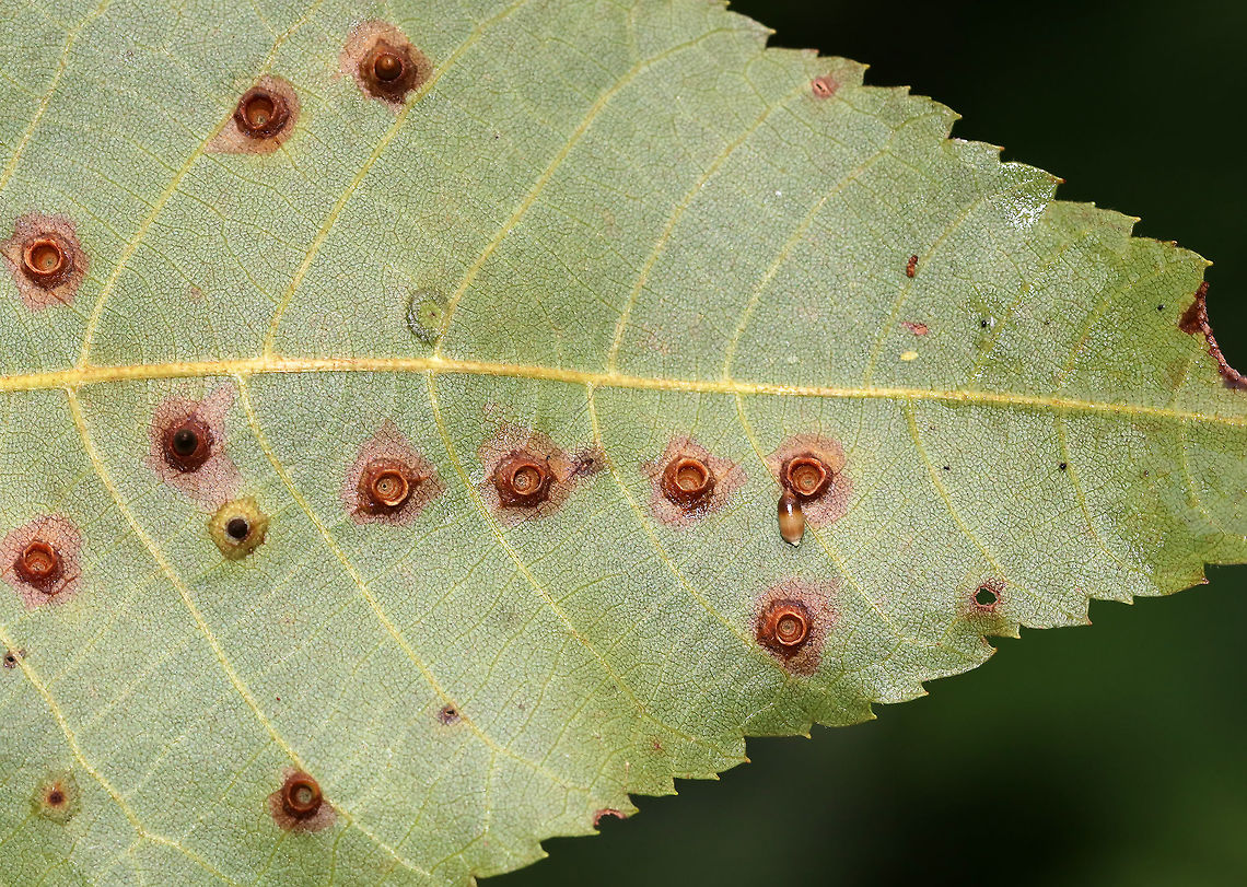 Hickory Bullet Galls - Caryomyia tubicola Habitat: Underside of hickory leaves in a meadow Caryomyia,Caryomyia tubicola,Geotagged,Hickory Bullet Gall Midge,Summer,United States,galls