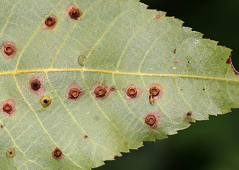 Hickory Bullet Galls - Caryomyia tubicola Habitat: Underside of hickory leaves in a meadow Caryomyia,Caryomyia tubicola,Geotagged,Hickory Bullet Gall Midge,Summer,United States,galls