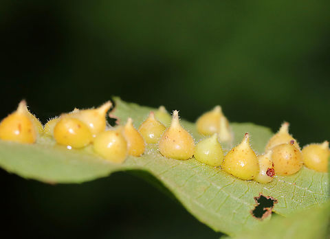Hickory Gall Midge - Caryomyia conoidea Habitat: Underside of hickory leaves in a meadow Caryomyia conoidea,Geotagged,Hickory Gall Midge,Summer,United States,caryomyia,galls