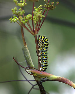 Papilio polyxenes - Black Swallowtail Caterpillar Habitat: On fennel in a rural garden Black Swallowtail,Geotagged,Papilio polyxenes,Summer,United States,caterpillar