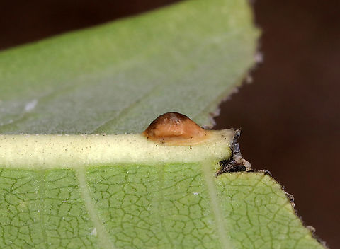 Brown Blob on Milkweed I have no idea what this is - maybe some sort of larva? Or, a pupa? Scale insect?

Habitat: Milkweed in a meadow Geotagged,Summer,United States,milkweed