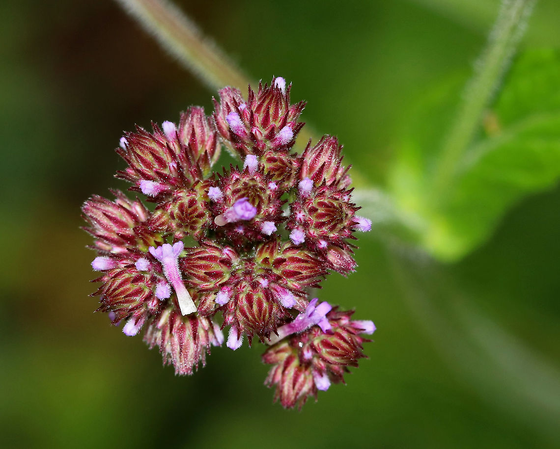 Tall Vervain - Verbena bonariensis Pink-purple small flowers growing in clusters on long stems. It can grow up to 6 feet tall. It self-seeds and is an invasive plant in the United States. Geotagged,Purpletop vervain,Summer,United States,Verbena,Verbena bonariensis,tall vervain