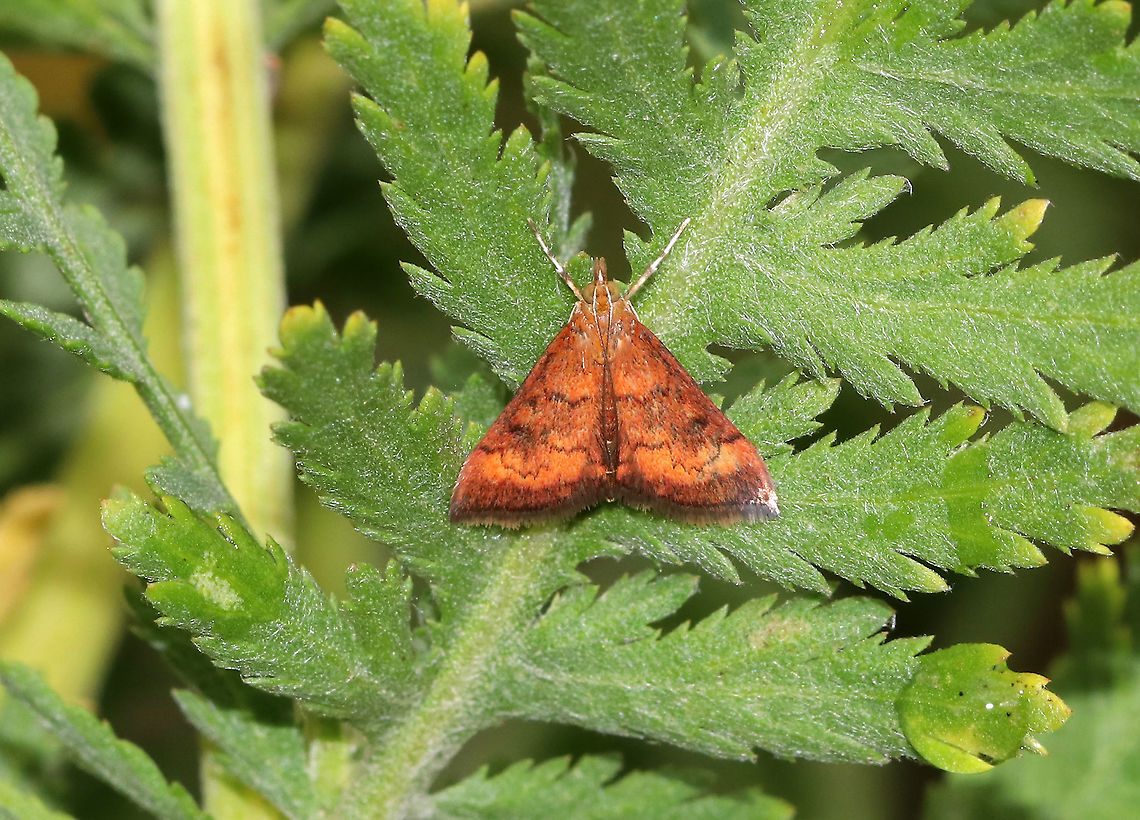 Variable Reddish Pyrausta Moth - Pyrausta rubricalis Habitat: Resting on vegetation along the edge of a forest Geotagged,Pyrausta rubricalis,Summer,United States,Variable Reddish Pyrausta Moth