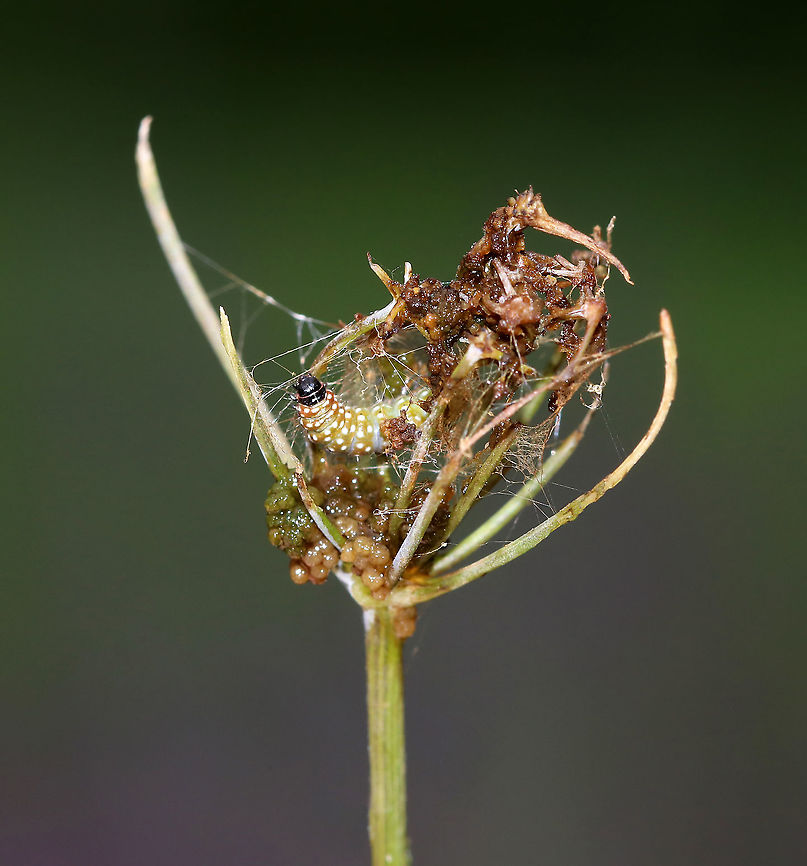 Purple Carrot-seed Moth Caterpillar - Depressaria depressana Greenish brown caterpillar with white dots. The larvae feed on plants in the parsley family, mainly on the flowers and unripe seeds. The slimy balls below the caterpillar are frass (poop). Depressaria depressana,Geotagged,Purple carrot-seed moth,Summer,United States,caterpillar,larva