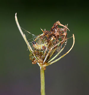 Purple Carrot-seed Moth Caterpillar - Depressaria depressana Greenish brown caterpillar with white dots. The larvae feed on plants in the parsley family, mainly on the flowers and unripe seeds. The slimy balls below the caterpillar are frass (poop). Depressaria depressana,Geotagged,Purple carrot-seed moth,Summer,United States,caterpillar,larva