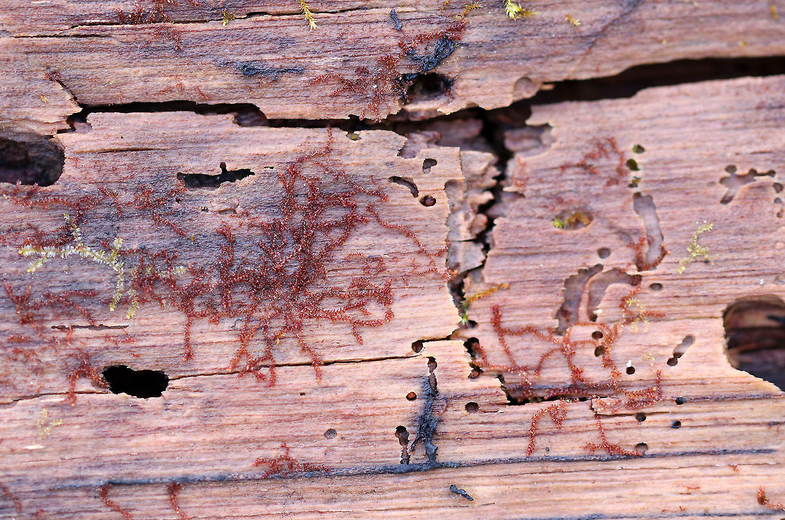 New York Scalewort - Frullania eboracensis Even in death, this tree is fulfilling a purpose. It was full of holes made by insects, and was being excavated by ants. Plus, it had scalewort, fungi, and slime molds growing on it!<br />
<br />
Habitat: mixed forest<br />
 Frullania eboracensis,Geotagged,New York Scalewort,United States,Winter