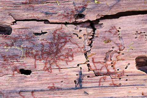 New York Scalewort - Frullania eboracensis Even in death, this tree is fulfilling a purpose. It was full of holes made by insects, and was being excavated by ants. Plus, it had scalewort, fungi, and slime molds growing on it!

Habitat: mixed forest
 Frullania eboracensis,Geotagged,New York Scalewort,United States,Winter