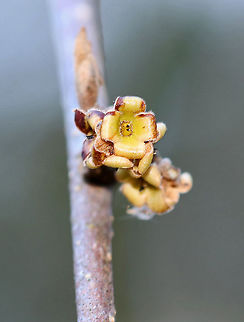 American Witch-hazel - Hamamelis virginiana In the fall, this tree produces crinkly, yellow flowers. They often remain on the branches throughout the winter, as you see here. Although, they usually end up turning brown.

Habitat: Forest edge

Fresh autumn flowers:
https://www.jungledragon.com/image/76603/american_witch-hazel_-_hamamelis_virginiana.html


When they turn brown:
https://www.jungledragon.com/image/73721/american_witch-hazel_-_hamamelis_virginiana.html

 American witch-hazel,Geotagged,Hamamelis virginiana,United States,Winter