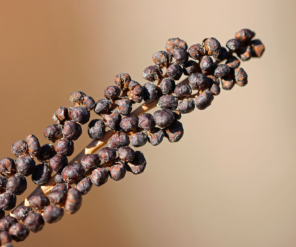 Sensitive Fern - Onoclea sensibilis Spores are produced on erect, fertile fronds, which are green in the summer and then turn brown in the autumn. The fertile fronds persist throughout the winter, releasing their spores to the wind the following spring before any new leaves form.<br />
<br />
Commonly called sensitive fern because the green vegetative fronds are sensitive to and suffer almost immediate damage from the first fall frost.<br />
<br />
Habitat: Found growing near a pond in a rocky, deciduous forest Geotagged,Onoclea sensibilis,Sensitive fern,United States,Winter,fern