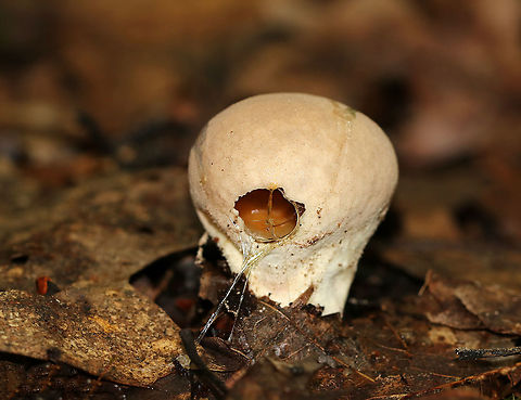 Common Puffball - Lycoperdon perlatum This puffball was covered in slime and had a slug living inside of it!

Habitat: Mixed forest Common puffball,Geotagged,Lycoperdon,Lycoperdon perlatum,Summer,United States,puffball
