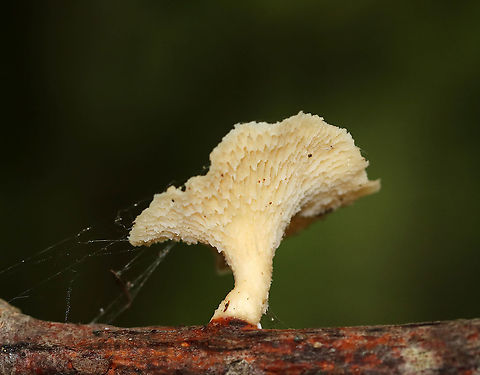 Hexagonal-pored Polypore - Neofavolus alveolaris Small mushrooms with fan-shaped fruiting bodies. Upper surface was pale orange/cream and scaly. Cream-colored pores were diamondish-shaped/honeycombed. Short, stubby stem.

Habitat: Growing on a stick in a mixed forest

*Seeking confirmation for the ID because the colors seem off if it is N. alveolaris.
https://www.jungledragon.com/image/89085/hexagonal-pored_polypore_-_neofavolus_alveolaris.html Geotagged,Hexagonal-pored polypore,Neofavolus alveolaris,Summer,United States
