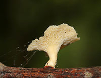 Hexagonal-pored Polypore - Neofavolus alveolaris Small mushrooms with fan-shaped fruiting bodies. Upper surface was pale orange/cream and scaly. Cream-colored pores were diamondish-shaped/honeycombed. Short, stubby stem.<br />
<br />
Habitat: Growing on a stick in a mixed forest<br />
<br />
*Seeking confirmation for the ID because the colors seem off if it is N. alveolaris.<br />
https://www.jungledragon.com/image/89085/hexagonal-pored_polypore_-_neofavolus_alveolaris.html Geotagged,Hexagonal-pored polypore,Neofavolus alveolaris,Summer,United States