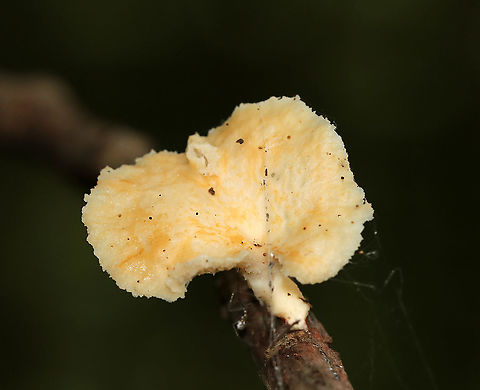 Hexagonal-pored Polypore - Neofavolus alveolaris Small mushrooms with fan-shaped fruiting bodies. Upper surface was pale orange/cream and scaly. Cream-colored pores were diamondish-shaped/honeycombed. Short, stubby stem.

Habitat: Growing on a stick in a mixed forest

*Seeking confirmation for the ID because the colors seem off if it is N. alveolaris.
https://www.jungledragon.com/image/89084/hexagonal-pored_polypore_-_neofavolus_alveolaris.html Geotagged,Hexagonal-pored polypore,Neofavolus alveolaris,Summer,United States