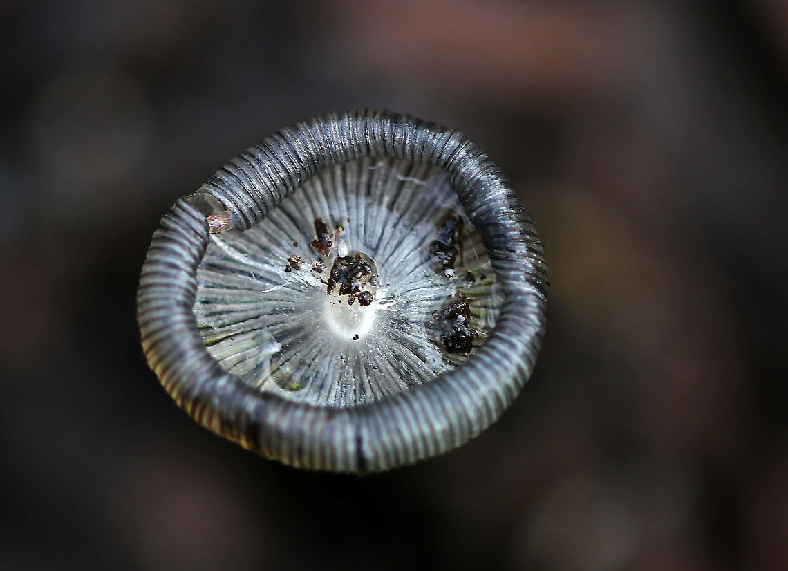 Ink Cap - Coprinopsis sp. Delicate, gray-white cap with whitish stalks. Cap margins were curling upward from age. The stem and cap was very fragile.<br />
<br />
Inky caps have gills that partially liquefy as the mushroom matures. While the &quot;ink&quot; produced from the liquefying gills can actually be used as writing ink, it has a much more important function from the perspective of the mushroom. Liquefying the gills is actually a very clever strategy for efficient spore dispersal. The gills liquefy from the bottom up as the spores mature. As this happens, the cap peels up and the maturing spores are thus always kept in the best position for catching the wind for dispersal.<br />
<br />
Habitat: Meadow&#039;s edge Geotagged,Summer,United States,coprinopsis,fungus,ink cap,muishroom