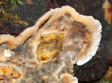 Stereum sp. - Stereum gausapatum or Stereum hirsutum? I'm torn on the ID for this -  Stereum gausapatum or Stereum hirsutum?

The fruiting bodies were fuzzy with zones of color on one side and smooth on the opposite. Cream colored margin. Resupinate and effused/reflexed with guttation. The smooth side bruised orange/brown when marked. 

Habitat: Growing on rotting oak in a mixed forest.
https://www.jungledragon.com/image/89089/stereum_sp._-_stereum_gausapatum_or_stereum_hirsutum.html
https://www.jungledragon.com/image/89088/stereum_sp._-_stereum_gausapatum_or_stereum_hirsutum.html Geotagged,Summer,United States,stereum