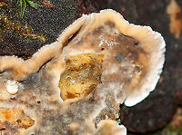 Stereum sp. - Stereum gausapatum or Stereum hirsutum? I'm torn on the ID for this - Stereum gausapatum or Stereum hirsutum?<br />
<br />
The fruiting bodies were fuzzy with zones of color on one side and smooth on the opposite. Cream colored margin. Resupinate and effused/reflexed with guttation. The smooth side bruised orange/brown when marked. <br />
<br />
Habitat: Growing on rotting oak in a mixed forest.<br />
https://www.jungledragon.com/image/89089/stereum_sp._-_stereum_gausapatum_or_stereum_hirsutum.html<br />
https://www.jungledragon.com/image/89088/stereum_sp._-_stereum_gausapatum_or_stereum_hirsutum.html Geotagged,Summer,United States,stereum