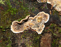 Stereum sp. - Stereum gausapatum or Stereum hirsutum? I'm torn on the ID for this - Stereum gausapatum or Stereum hirsutum?<br />
<br />
The fruiting bodies were fuzzy with zones of color on one side and smooth on the opposite. Cream colored margin. Resupinate and effused/reflexed with guttation. The smooth side bruised orange/brown when marked.<br />
<br />
Habitat: Growing on rotting oak in a mixed forest.<br />
https://www.jungledragon.com/image/89087/stereum_sp._-_stereum_gausapatum_or_stereum_hirsutum.html<br />
https://www.jungledragon.com/image/89089/stereum_sp._-_stereum_gausapatum_or_stereum_hirsutum.html Geotagged,Summer,United States